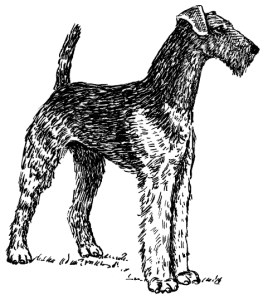An Airedale Terrier